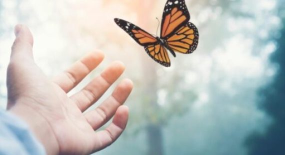 Vital Ethos – Blog Images – BUTTERFLIES – 8 Vital Ethos - Blog Images - BUTTERFLIES - 8